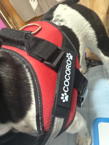 Customer photo review of FunFunPet 高機能ハーネス（お名前タグ作成サービス付き）