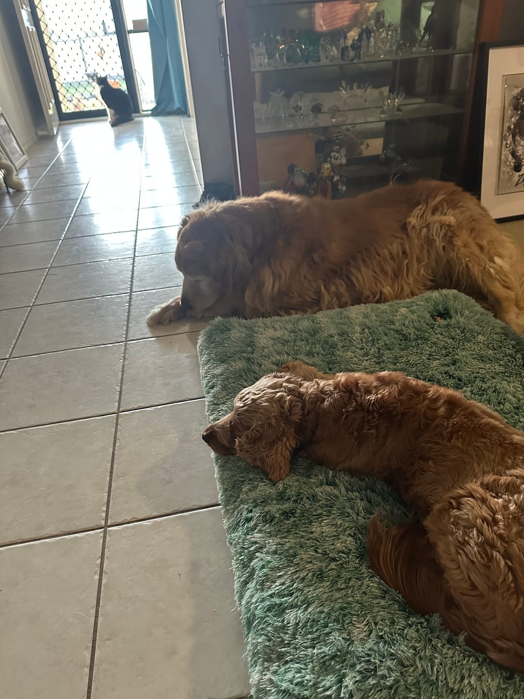 Customer photo review of Premium SuperMat Calming Bed