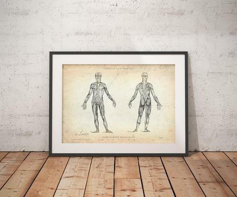 Customer photo review of Muskeln Anatomie