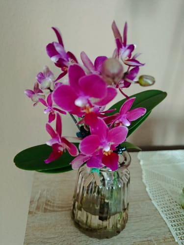 Customer photo review of Große Two of Us Marrakesh mit gefleckten Blüten und 3 Rispen