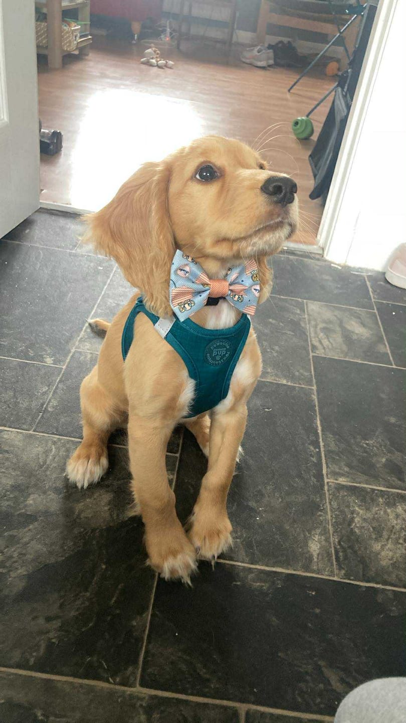 Customer photo review of Pawsome Pup Harness - Emerald