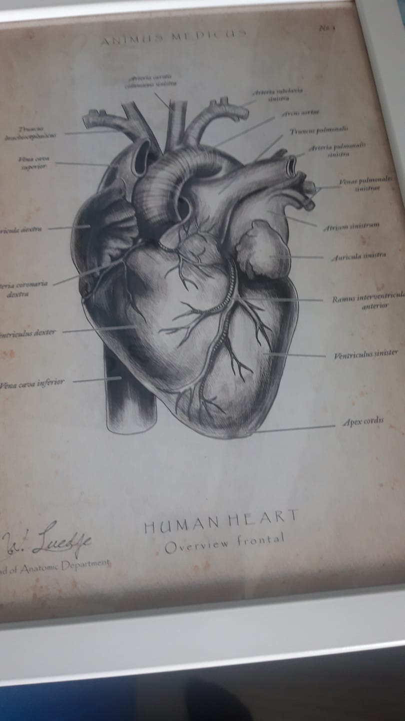 Customer photo review of Herz Anatomie