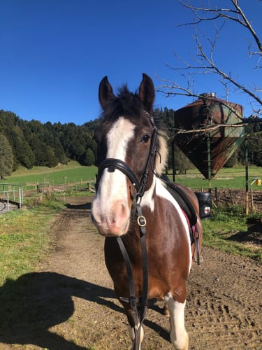 Customer photo review of Dunstan Muscle And Shine 20Kg