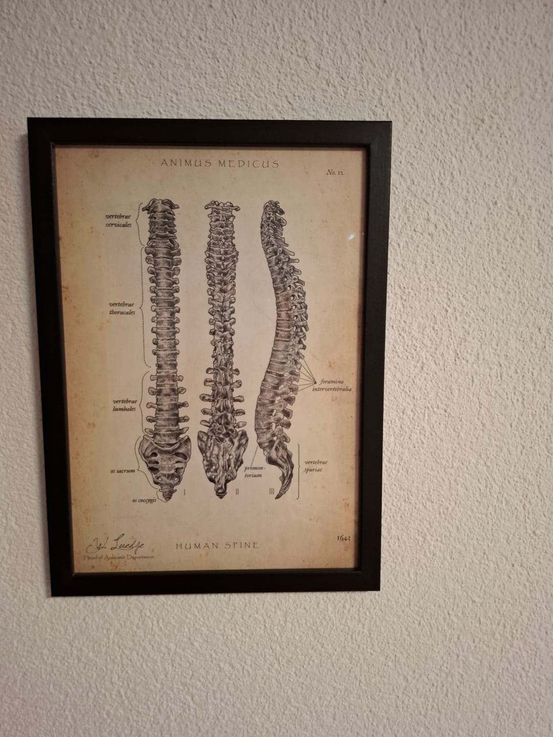 Customer photo review of Wirbelsäule | Aufbau und Anatomie