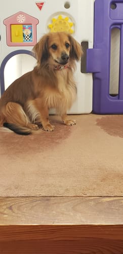 Customer photo review of 本物そっくり♪ペットクッション