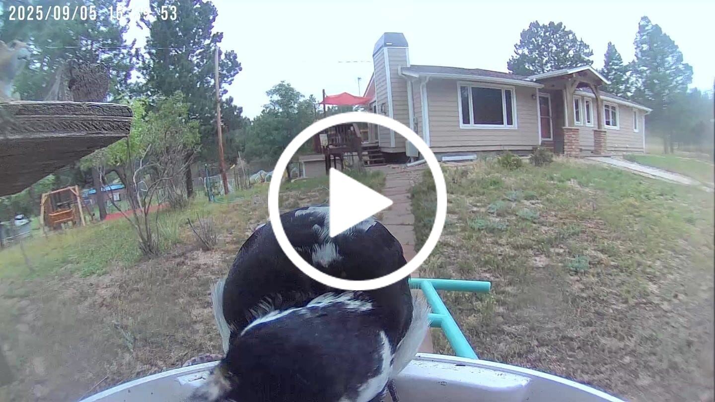Customer video review of Birdfy Feeder with Solar Panel - Solar-Powered Smart Bird Feeder with Camera
