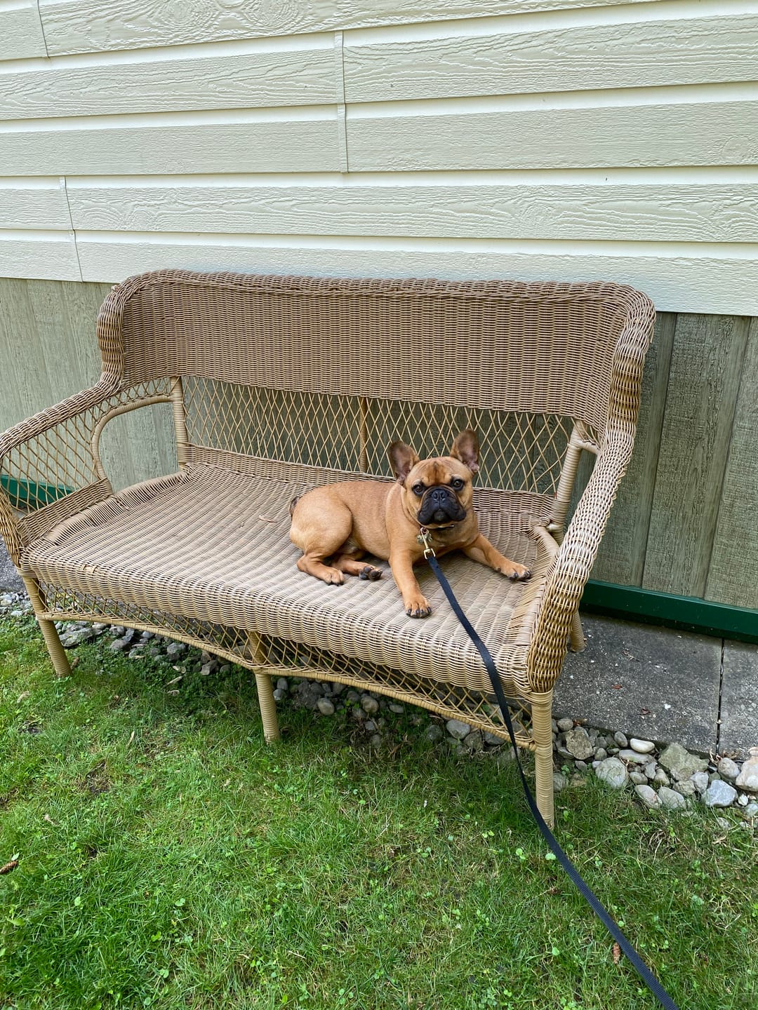Customer photo review of Farmed Insects formulas / Adult & Puppy