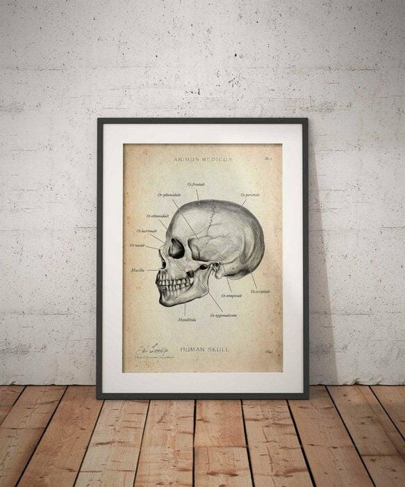 Customer photo review of Schädelknochen Anatomie
