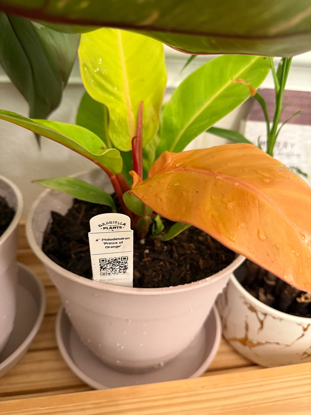 Customer photo review of Philodendron 'Prince of Orange'