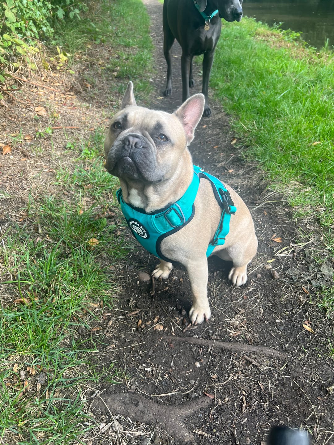 Customer photo review of Comfort Premium Harness | Non Restrictive - Turquoise