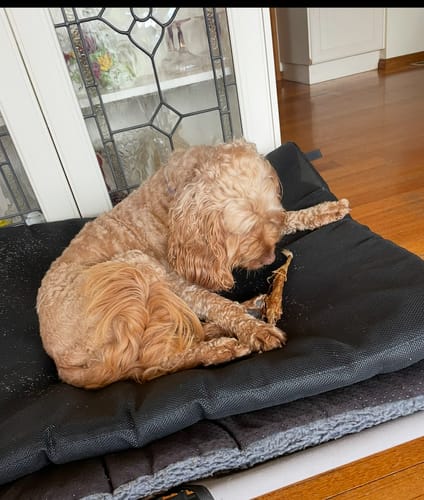 Customer photo review of Kangaroo Tail Tips!