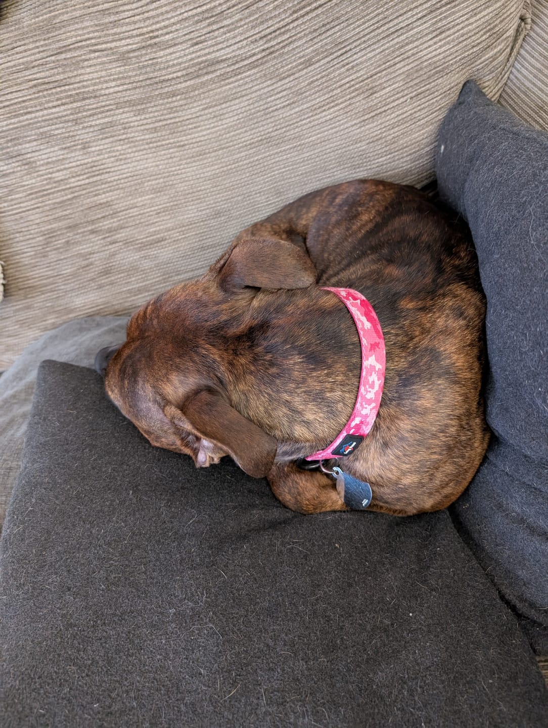 Customer photo review of Funk The Dog Padded Dog Collar | Pink Camo