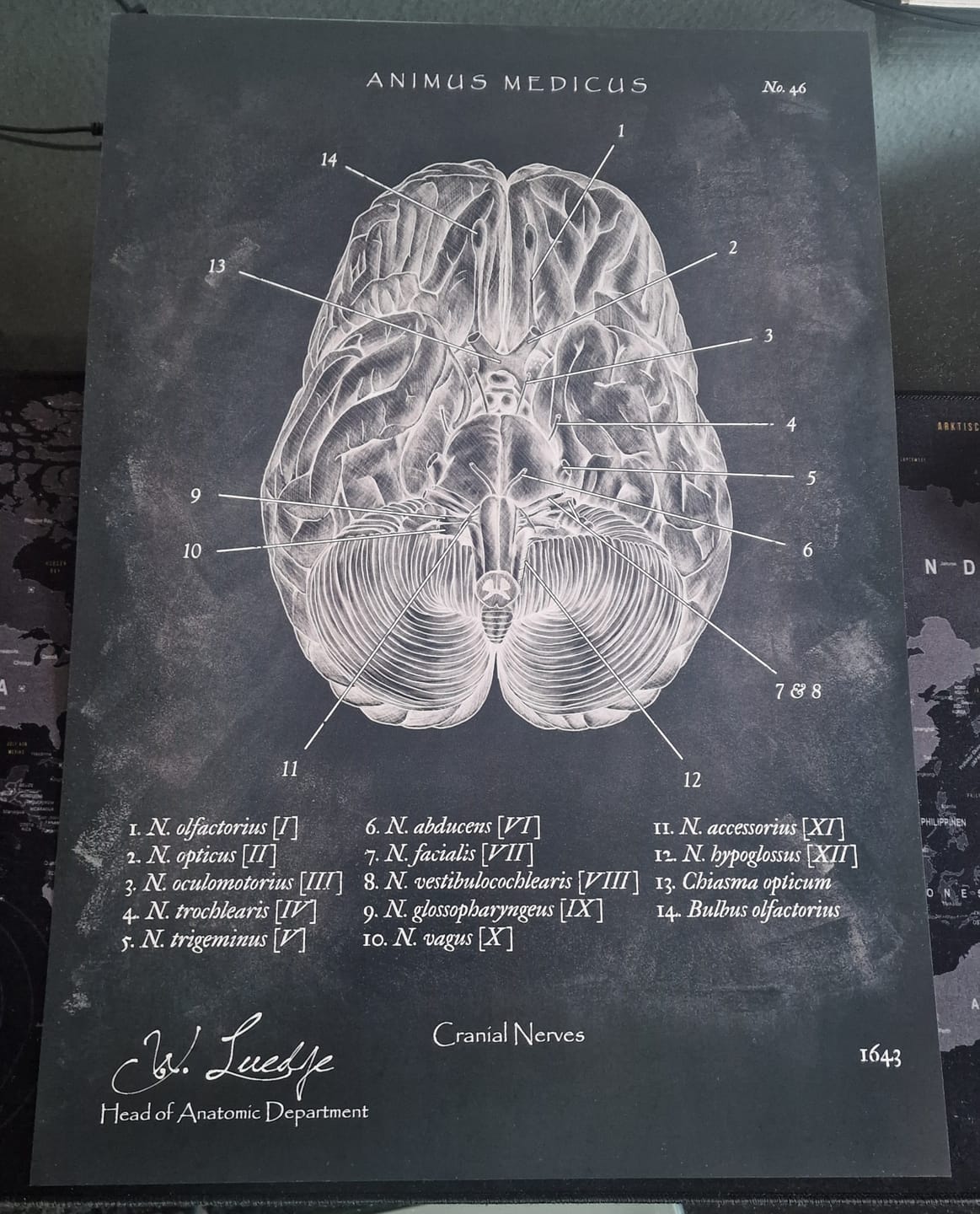 Customer photo review of Die 12 Hirnnerven - Chalkboard