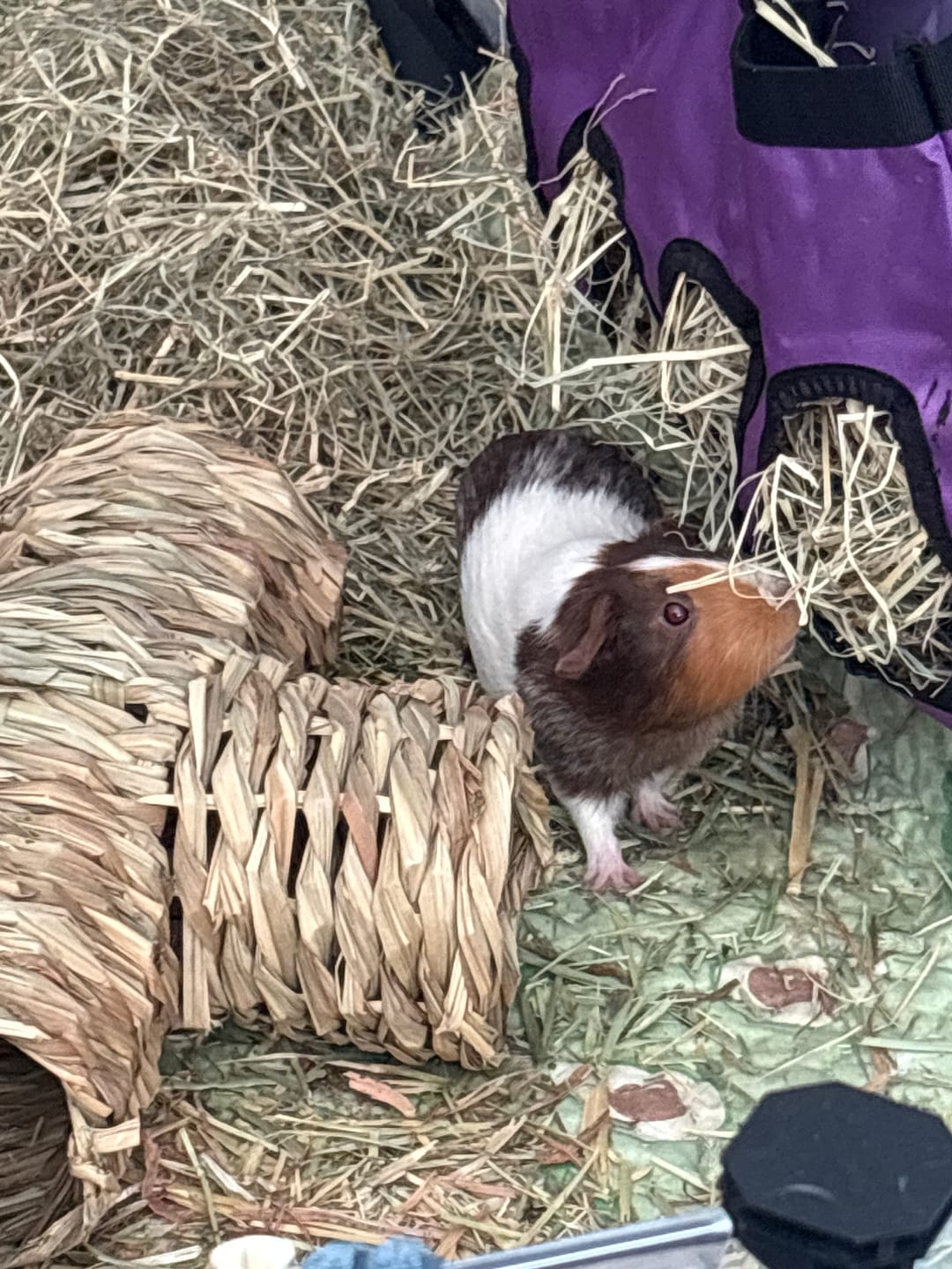 Customer photo review of Ozzy Pets Grass Hay for Guinea Pigs