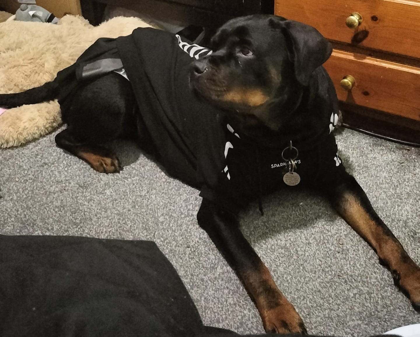 Customer photo review of Halloween Dog Hoodie - Reflective Skeleton