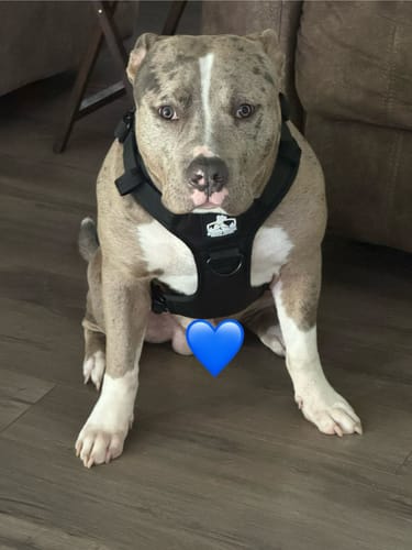 Customer photo review of No Pull Bully Proof Harness