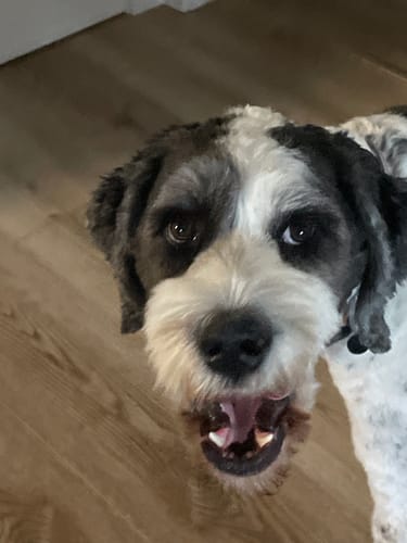 Customer photo review of Himalayan Yak Chews - Large Size