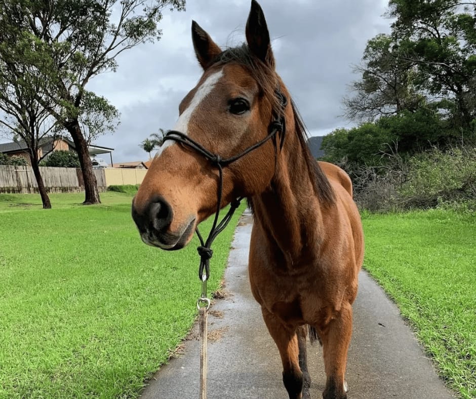 Customer photo review of Equine Joint Plus™️ 10kg