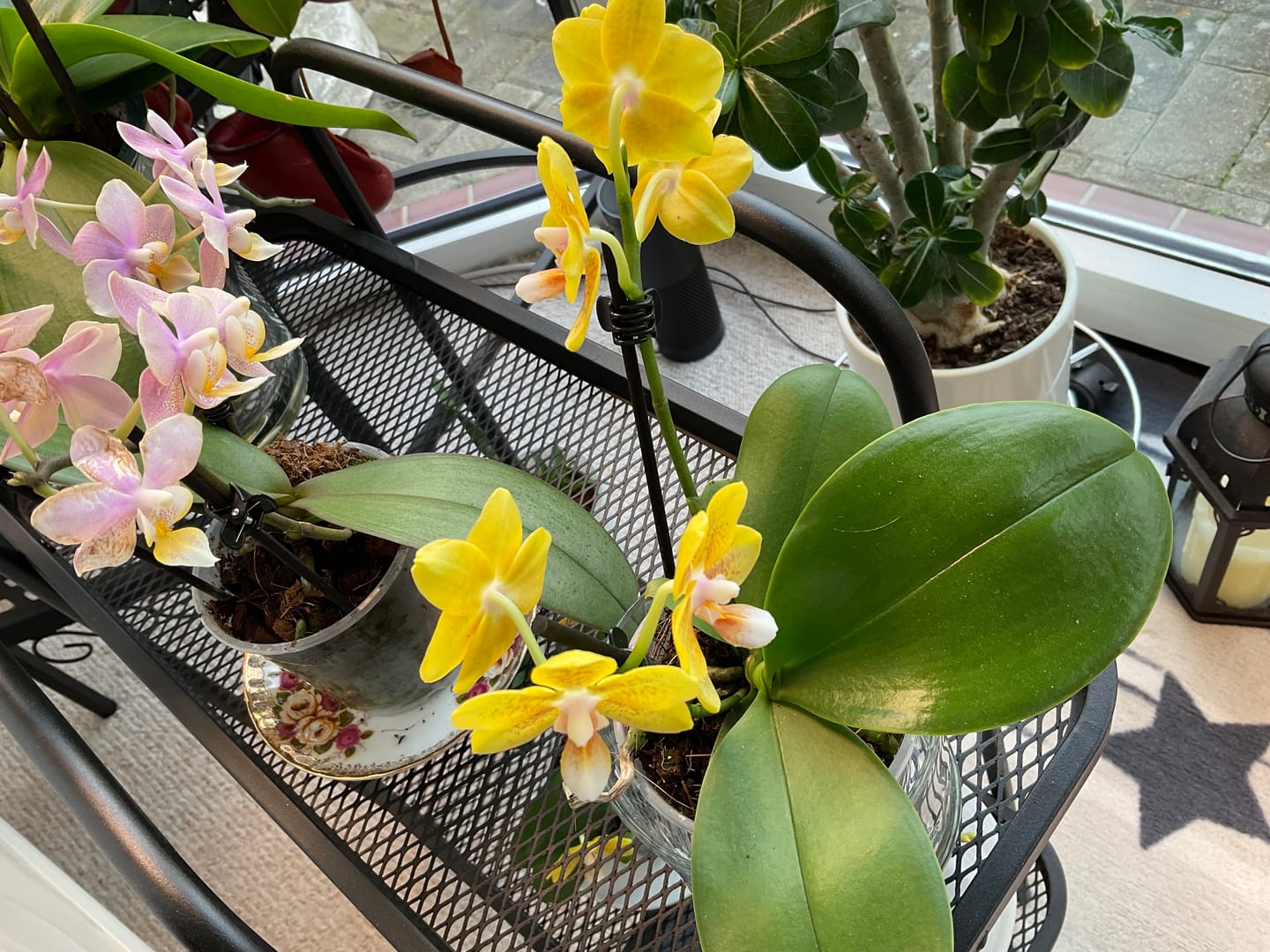Customer photo review of Duftorchidee Table Dance Citrin-Gelb mit gelb-gepunkteten Blüten und 2 Rispen