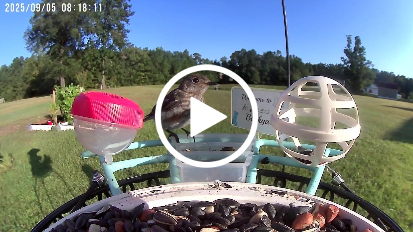 Customer video review of Birdfy Feeder with Solar Panel - Solar-Powered Smart Bird Feeder with Camera