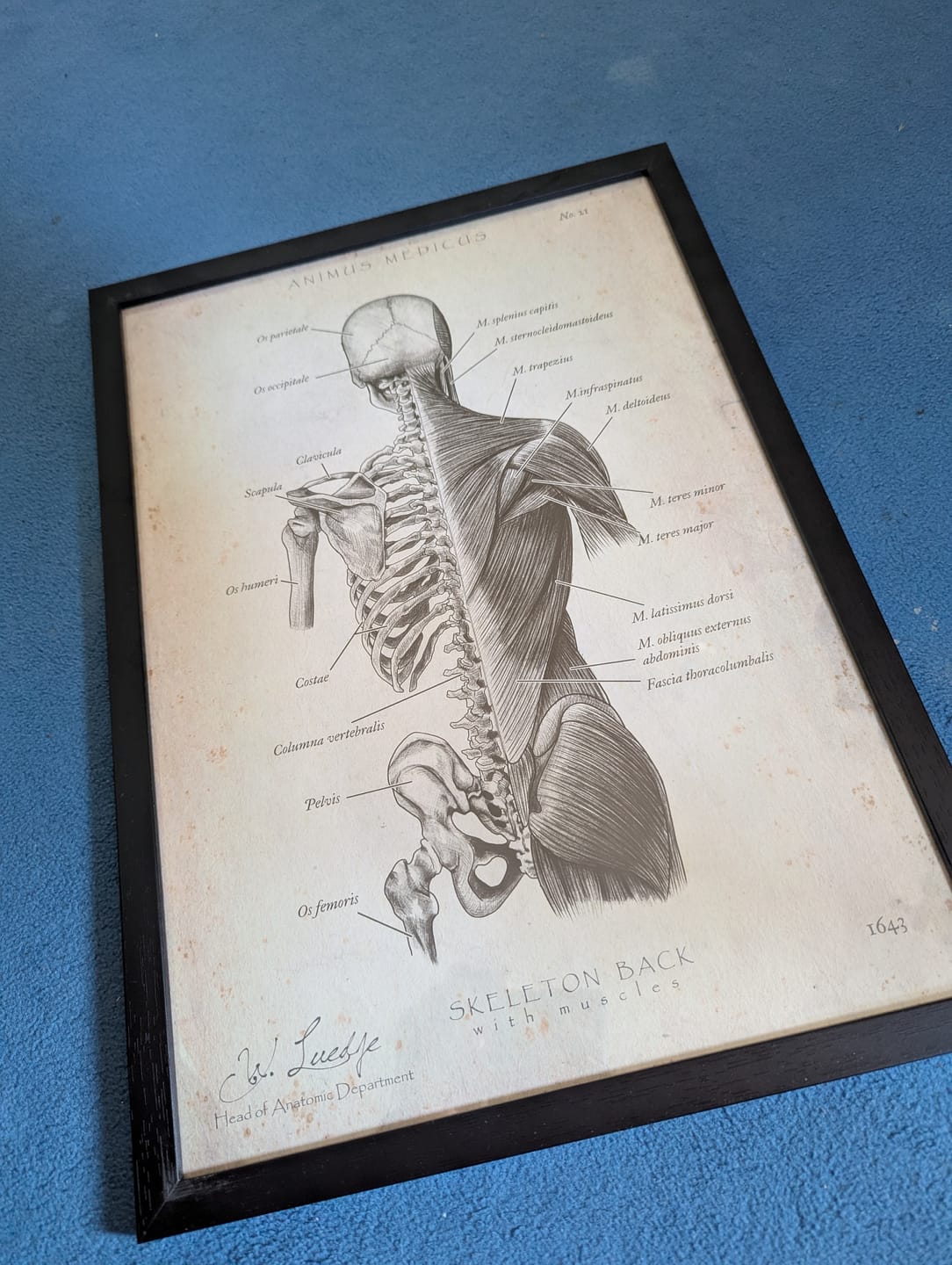 Customer photo review of Rücken Anatomie | Knochen und Muskeln