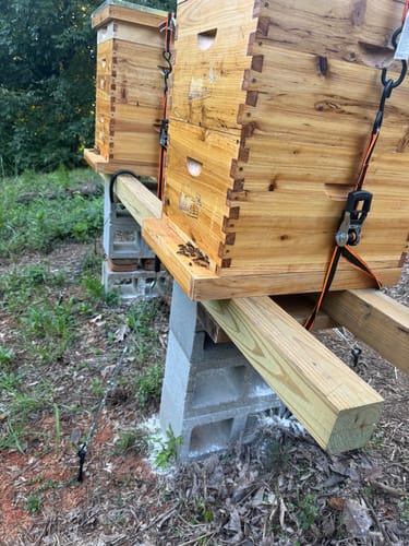 Customer photo review of MayBee Hives 10 Frame 4 Layer Cedar Wood Beehive Dipped in 100% Beeswax, Include 2 Deep Bee Boxes 2 Medium Super Bee Boxes with Pine Wooden Frames and Beeswax Plastic Foundation,Complete beehive kits