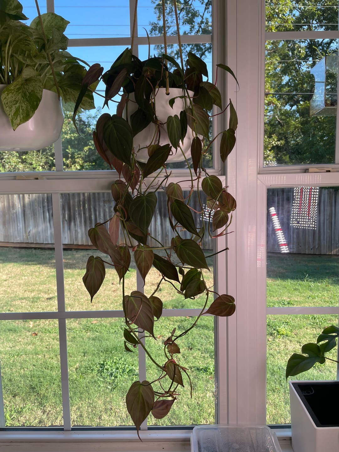 Customer photo review of Philodendron hederaceum 'Micans'