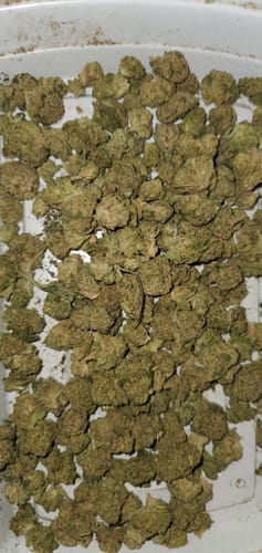 Customer photo review of Alien OG - 4 Grams (Indica)