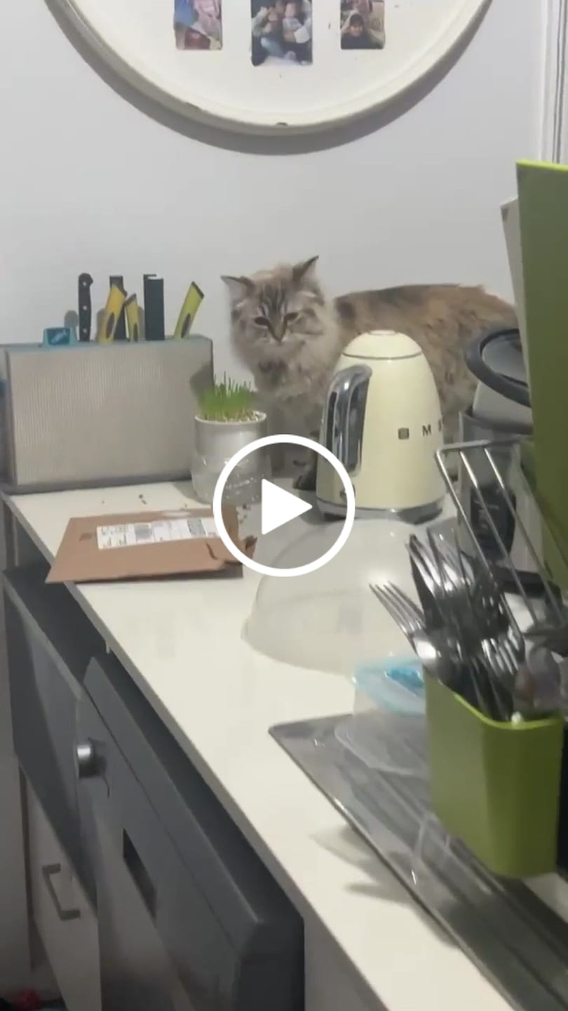 Customer video review of MICHU All-in-One Soil-Free Cat Grass Grow Kit with Australian Seed and Mulch, Made in Australia