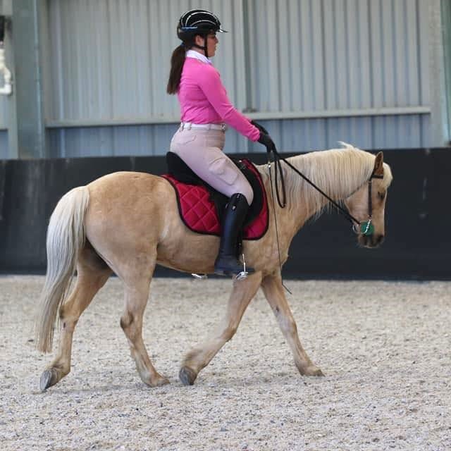 Customer photo review of Equine Joint Plus™️ 10kg
