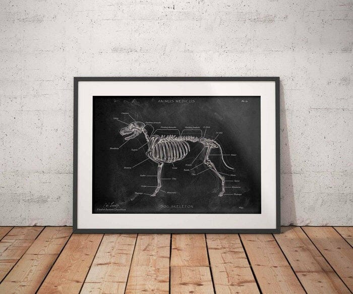 Customer photo review of Hunde Skelett - Chalkboard