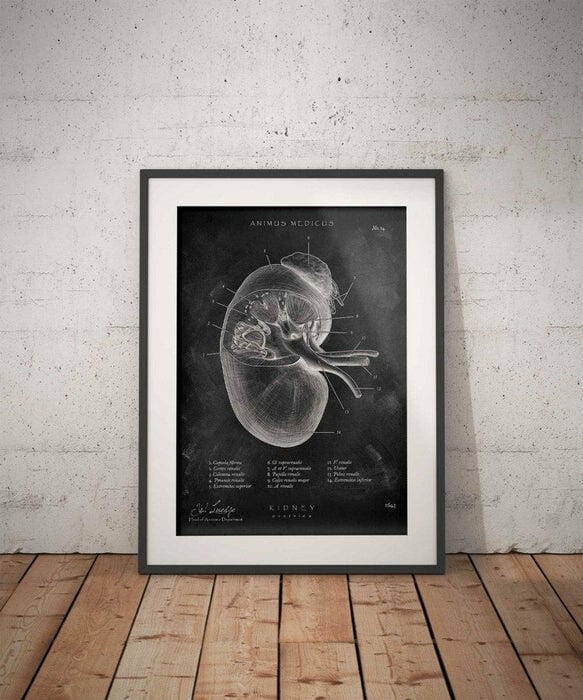 Customer photo review of Nieren Anatomie - Chalkboard
