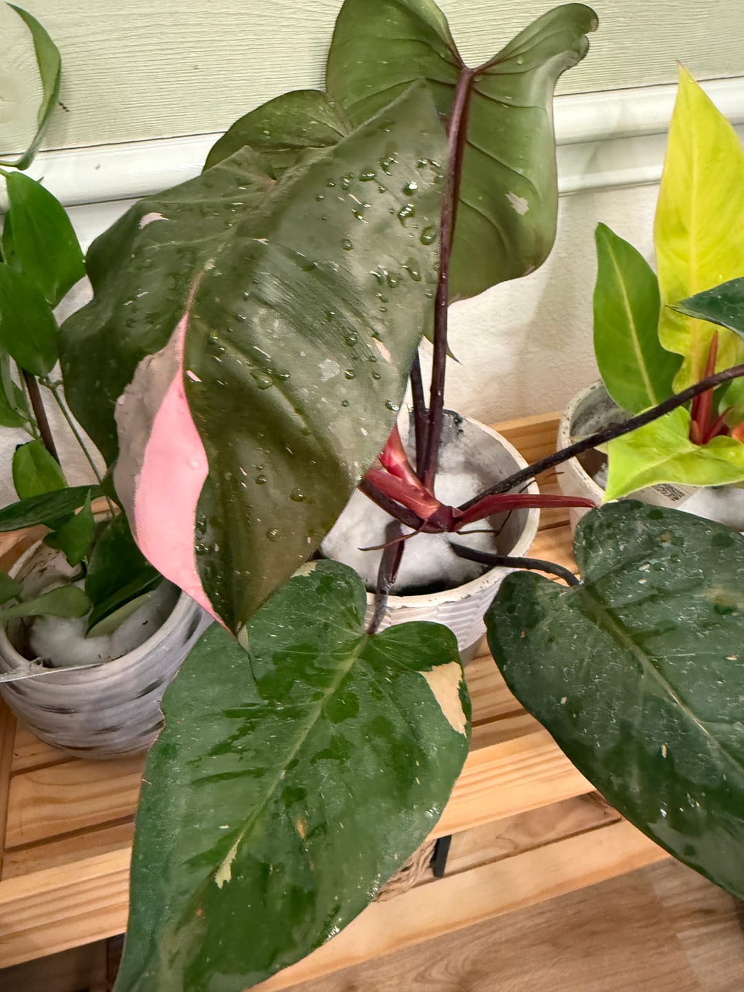 Customer photo review of Philodendron Pink Princess - 4"