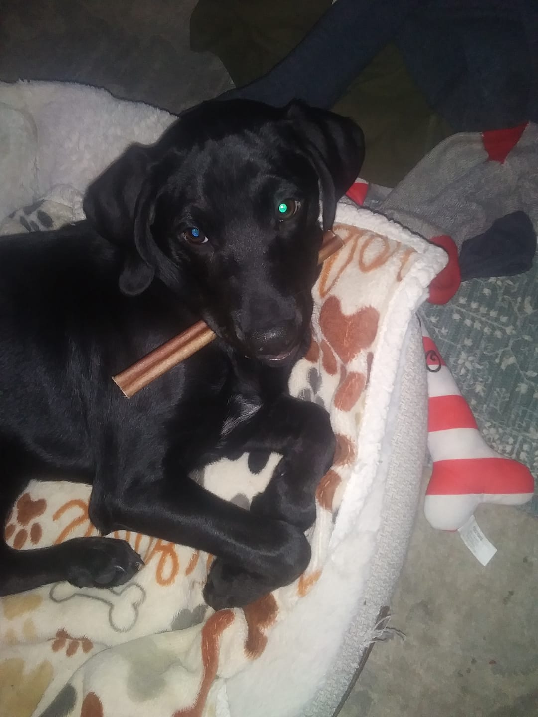 Customer photo review of 6 Inch Standard Bully Sticks