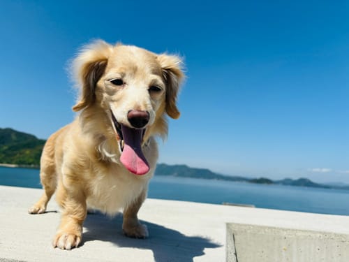 Customer photo review of FunFunPet 高機能ハーネス（お名前タグ作成サービス付き）