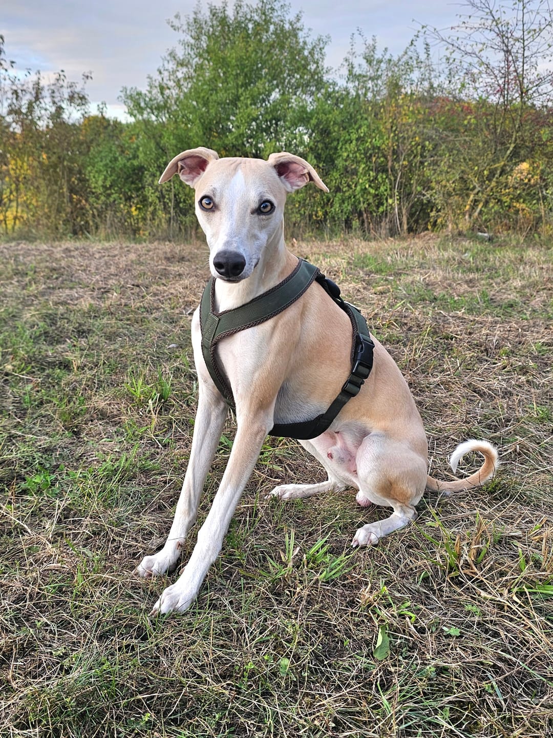 Customer photo review of Windhundgeschirr FUN "Mountain Green"