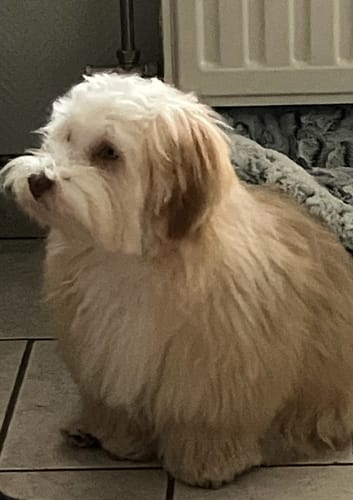 Customer photo review of Tondeuse Ultra-douce – Chien & Chat