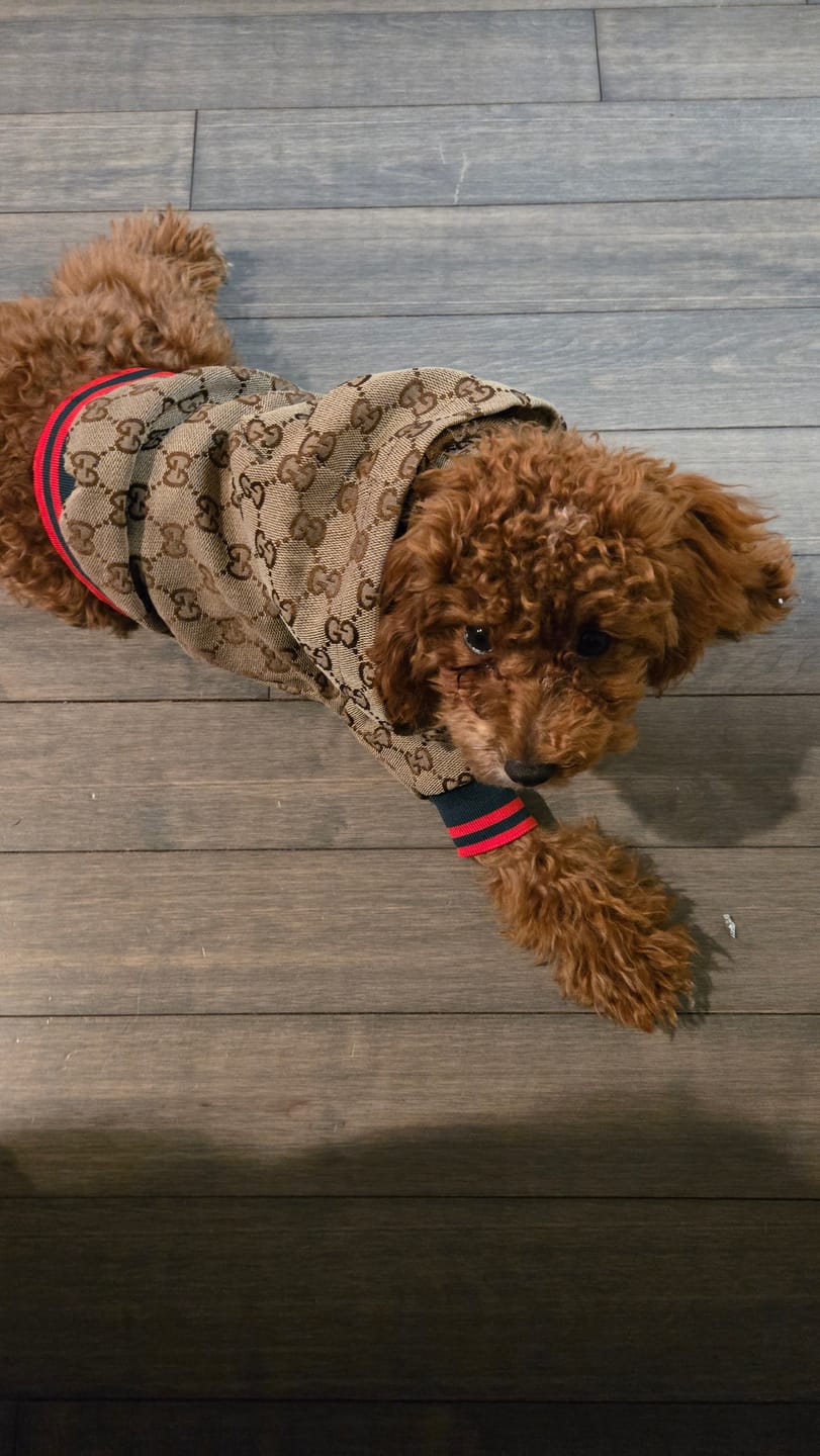 Customer photo review of Zoi Designer Dog Jacket