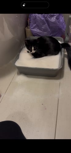 Customer photo review of 3 Month Supply - 1 Cat