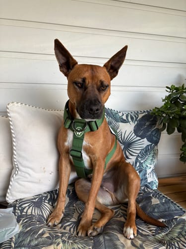 Customer photo review of Comfort Control No-Pull Dog Harness Set - Army Green