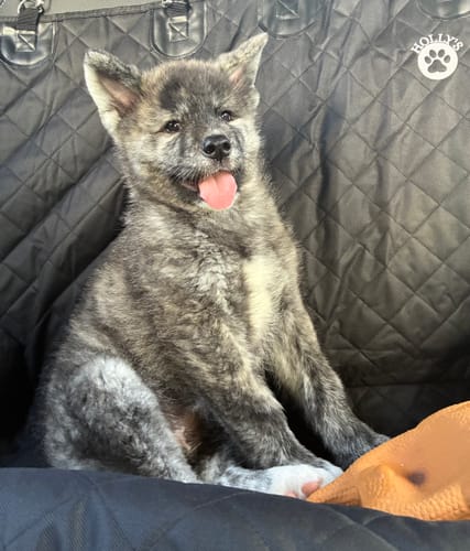 Customer photo review of Car Seat Cover