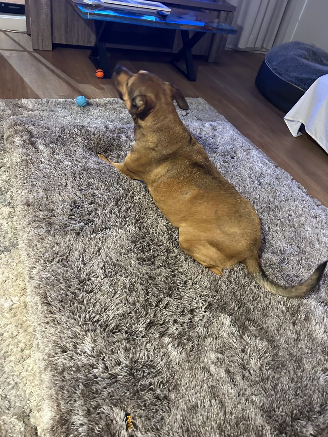 Customer photo review of Premium SuperMat Calming Bed