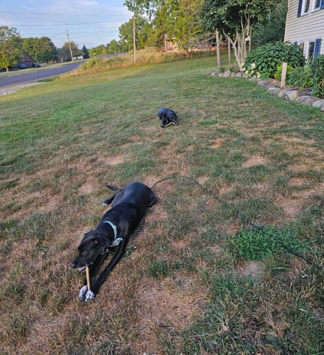 Customer photo review of $20 Wholly Pup Gift Card