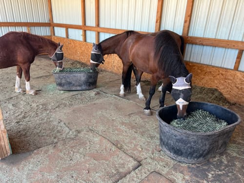 Customer photo review of Hay Chix® 3-Strand Bale Net (West Coast Net)