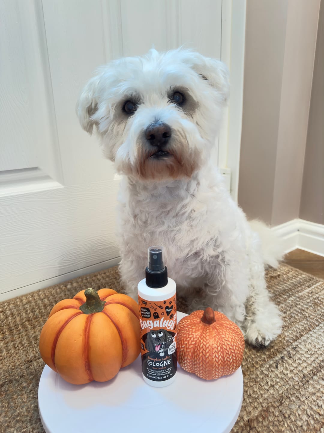 Customer photo review of Spooky Edition: Pumpkin Latte Dog Cologne