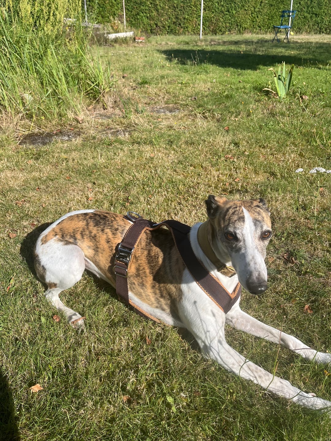 Customer photo review of Windhundgeschirr PRO "Toffee"
