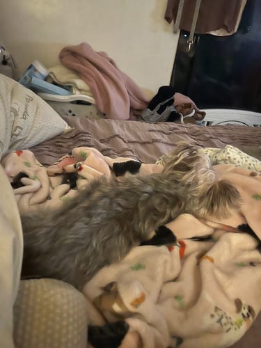 undefined review of BACKCOUNTRY BOWHUNTING BOOK image 1 out of 2