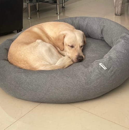 Customer photo review of Cama Antiestrés para Perros Lino