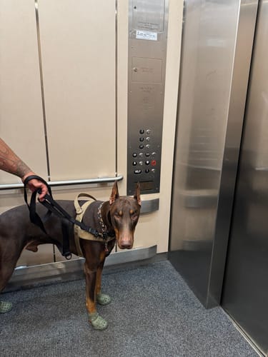 Customer photo review of WagWellies® Mojave