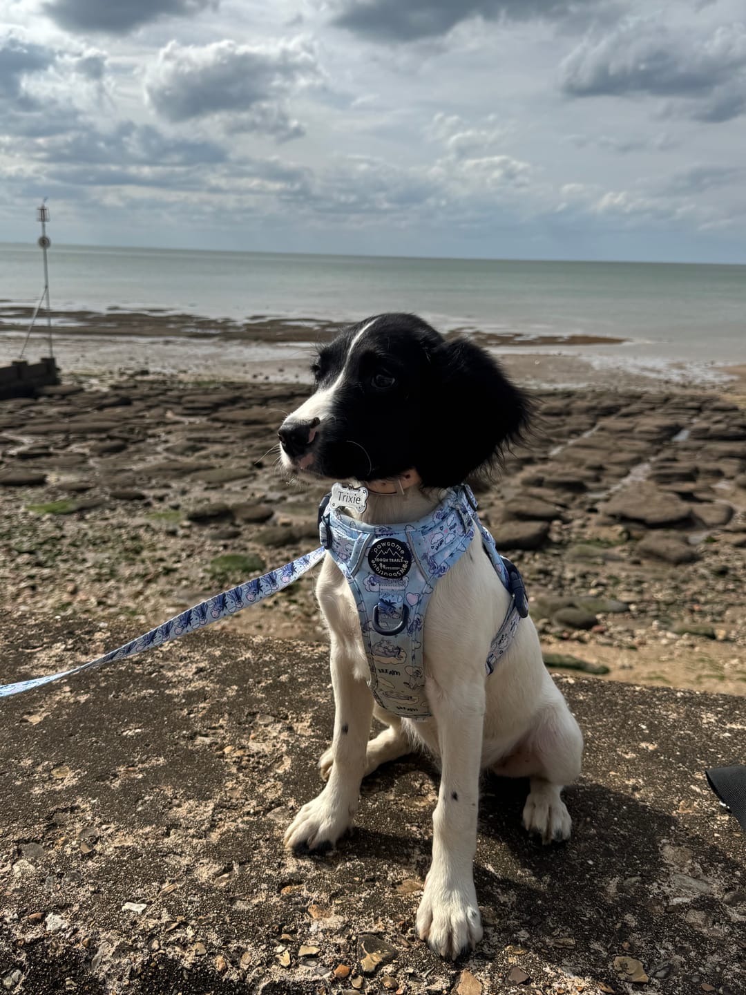 Customer photo review of Disney© Tough Trails™ Harness - Eeyore